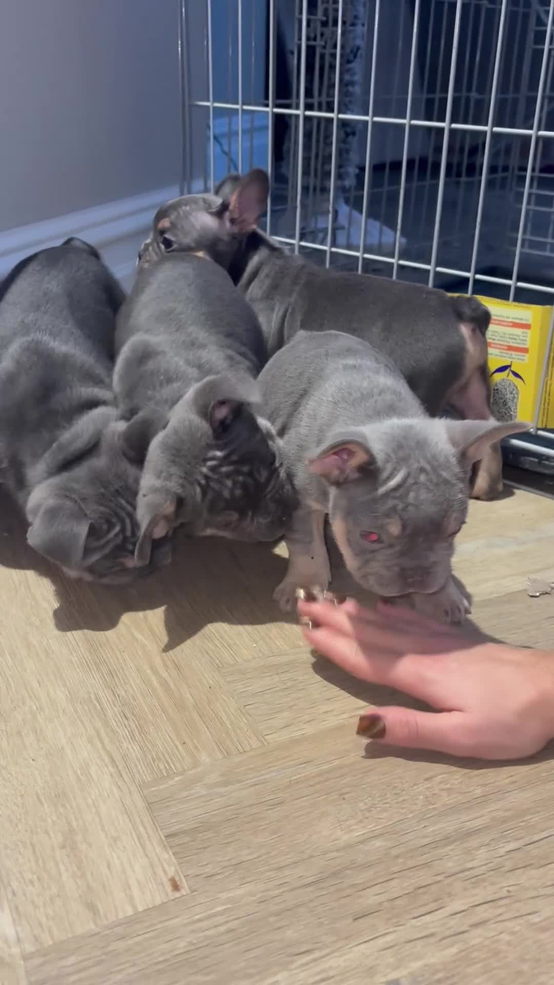 French Bulldog dogs for sale: French bulldog puppies NEARLY READY TO GO - Video 1