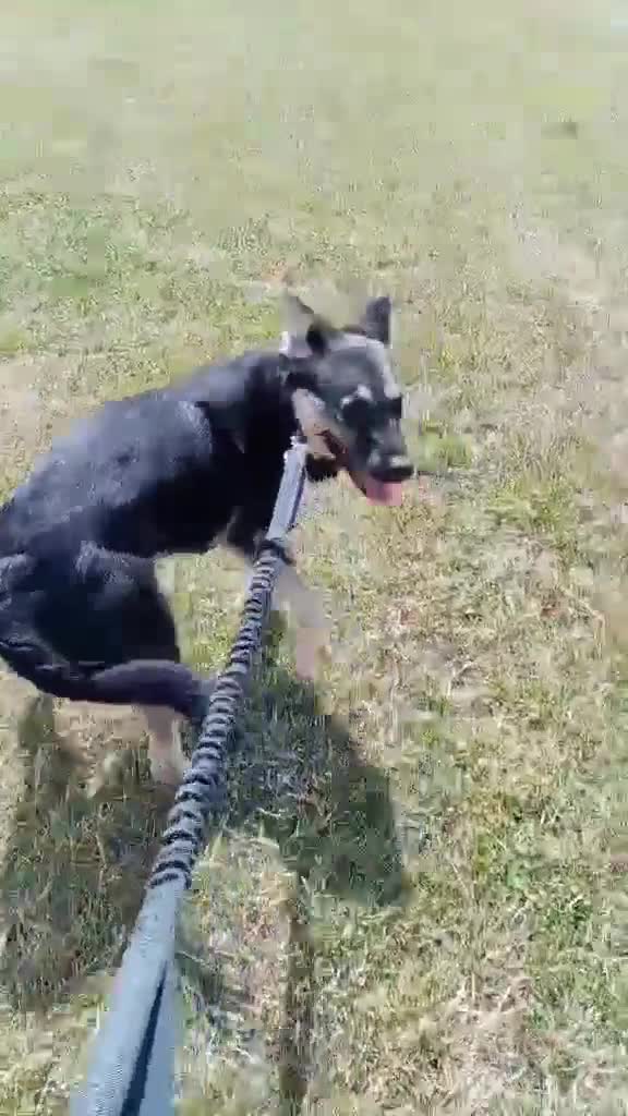 Mixed Breed dogs for adoption: Nera: A Sweet girl 🩷 in March - Video 1