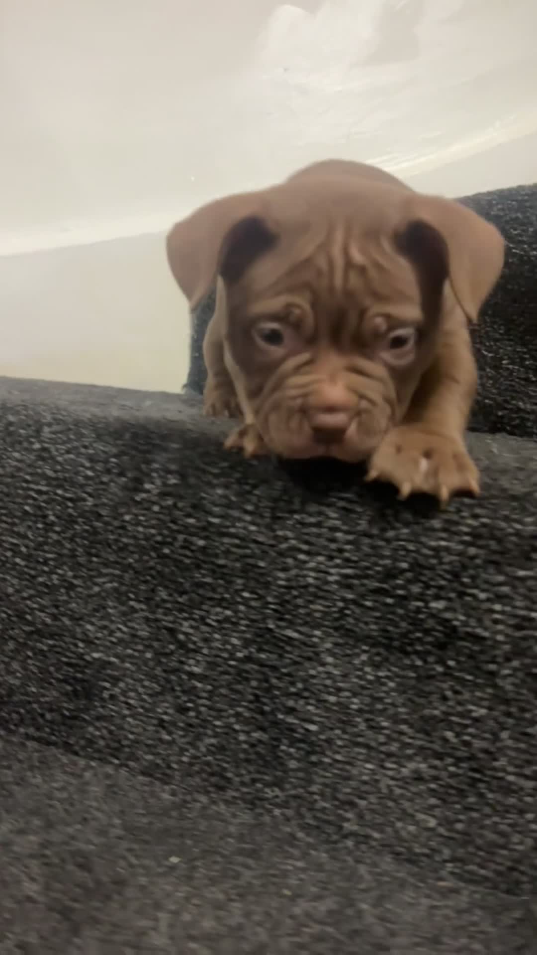 American Bully dogs for sale: Pocket bully pups ready too leave 11th dec - Video 5