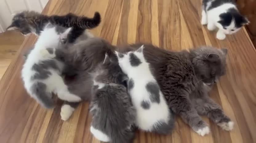 Persian cats for sale: Beautiful Persian Kittens Ready for Forever Homes - Video 1