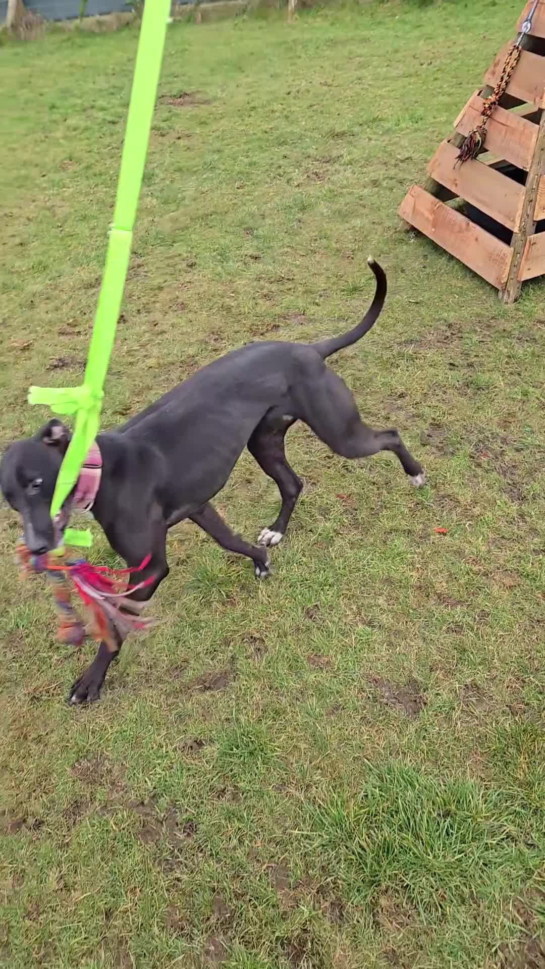 Lurcher dogs for sale: Kit - looking for loving home - Video 1
