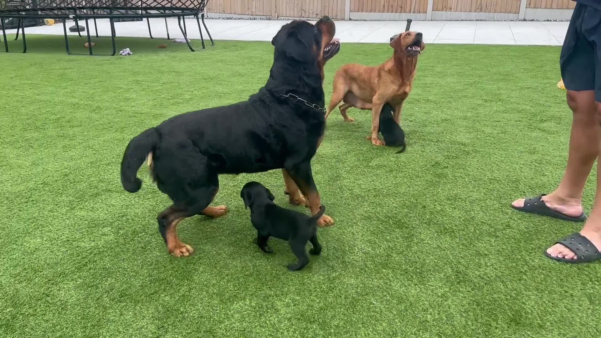 Mixed Breed dogs for sale:   👑 Labrotties 👑 rottweiler x Labrador 👑 - Video 2