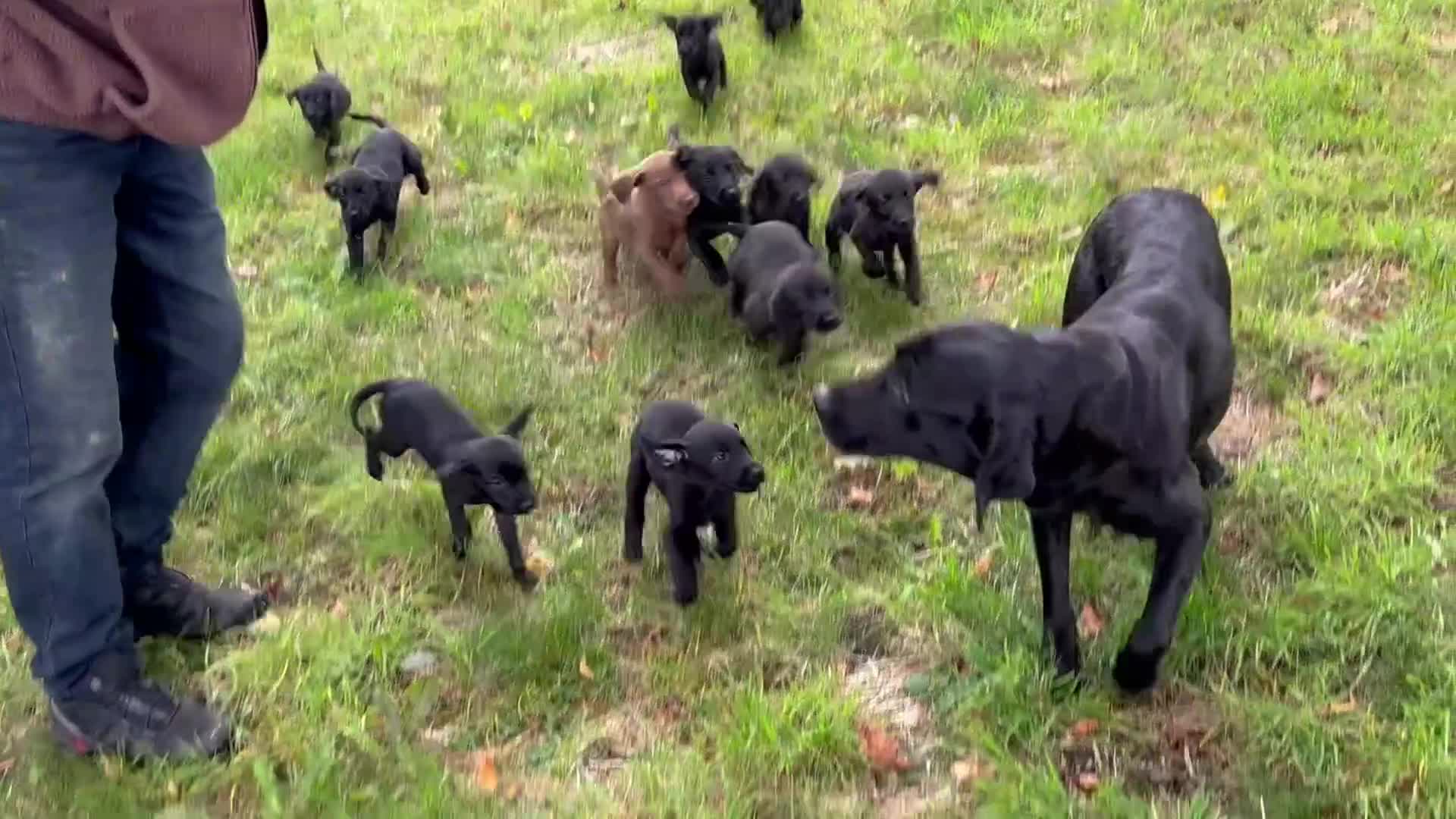 Labrador Retriever dogs for sale: Outstanding DRAKESHEAD working Labrador Puppies  - Video 3