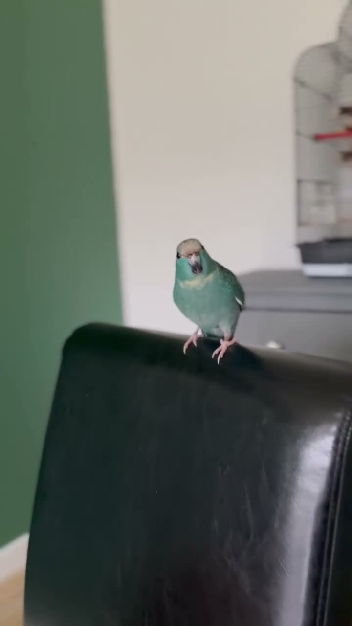 Parakeets birds for sale: Beautiful Hand-Tame Turquoise Kakariki Parrot - Video 1