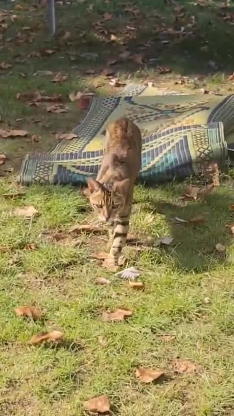 Bengal cats for sale: Bengal male cat for sale - Video 1