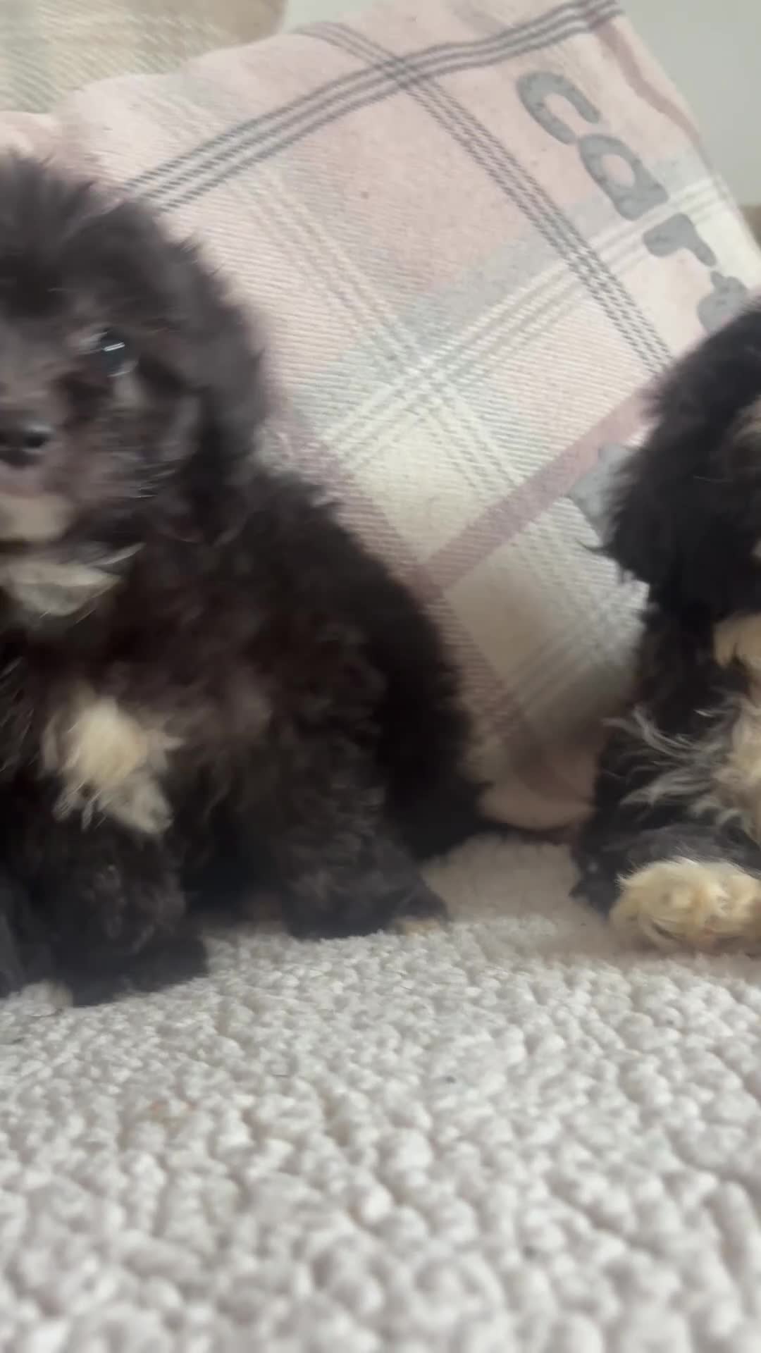 Mixed Breed dogs for sale: BEAUTIFUL MINI CORGIPOO PUPPIES  in Llanelli - Video 1