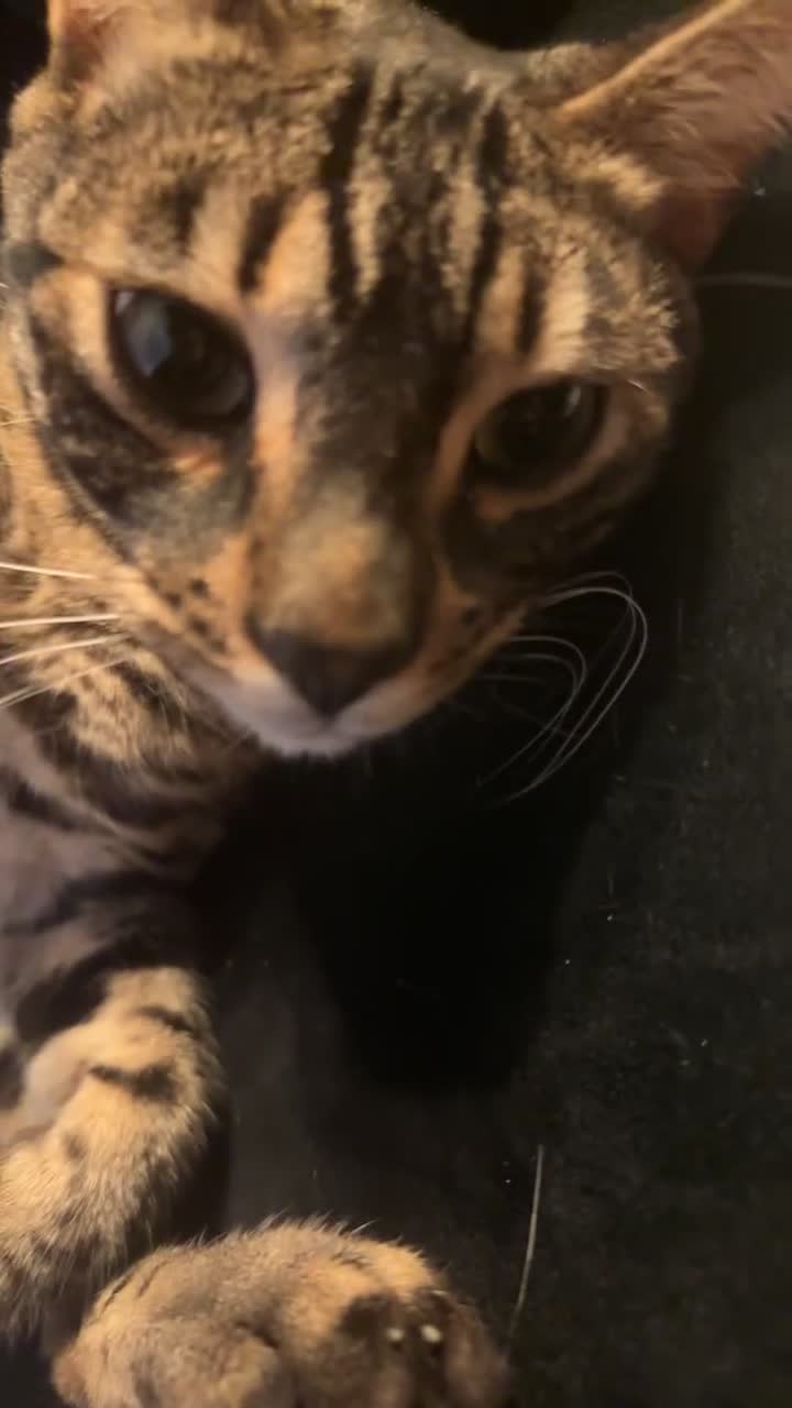 Bengal cats for sale: Merlin, 2 Years, Bengal, neutered - Rehoming - Video 2
