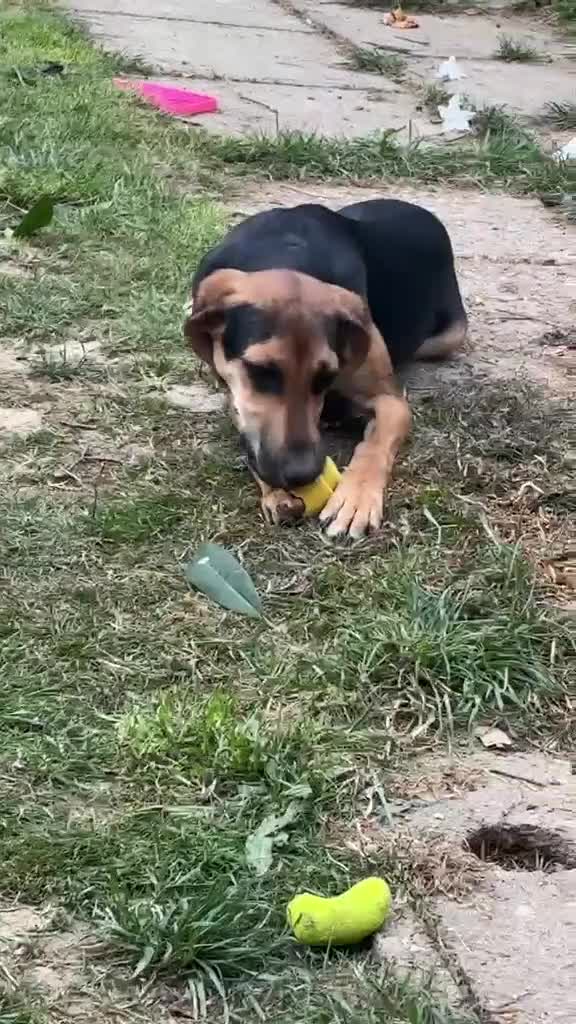 Mixed Breed dogs for adoption: Oreo 6 month old hound cross  in Crawley - Video 1