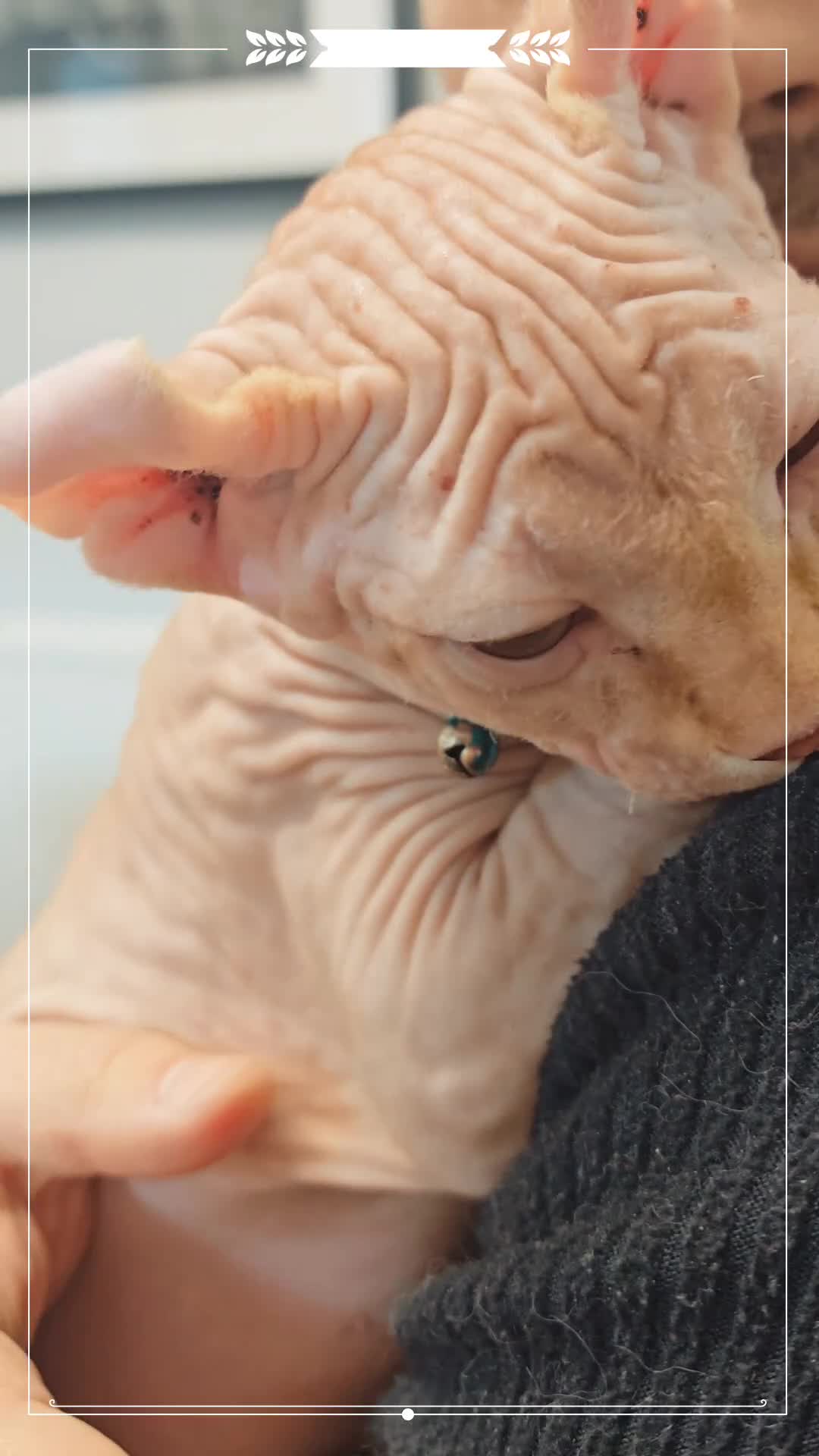 Sphynx cats for sale: 2 Ginger Unique Elf Boys left! READY NOW - Video 4