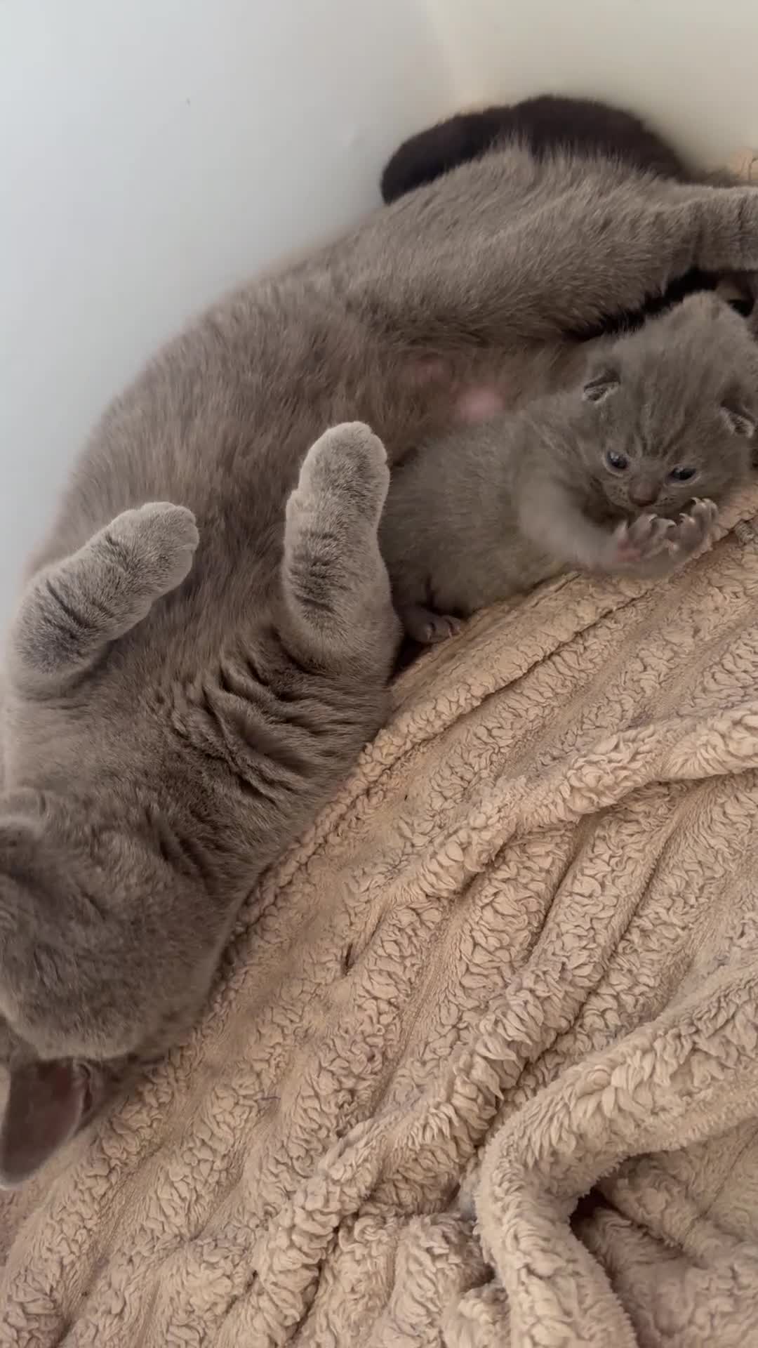 British Shorthair cats for sale: DNA health tested BSH kittens  - Video 1