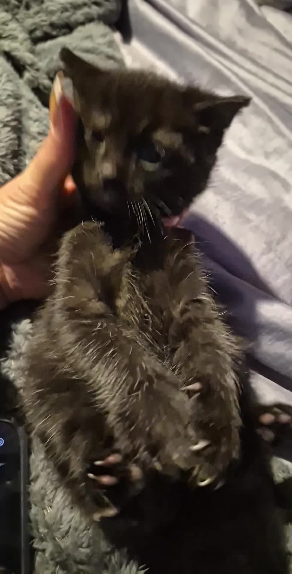 European cats for sale: Very cute and friendly kittens  - Video 1