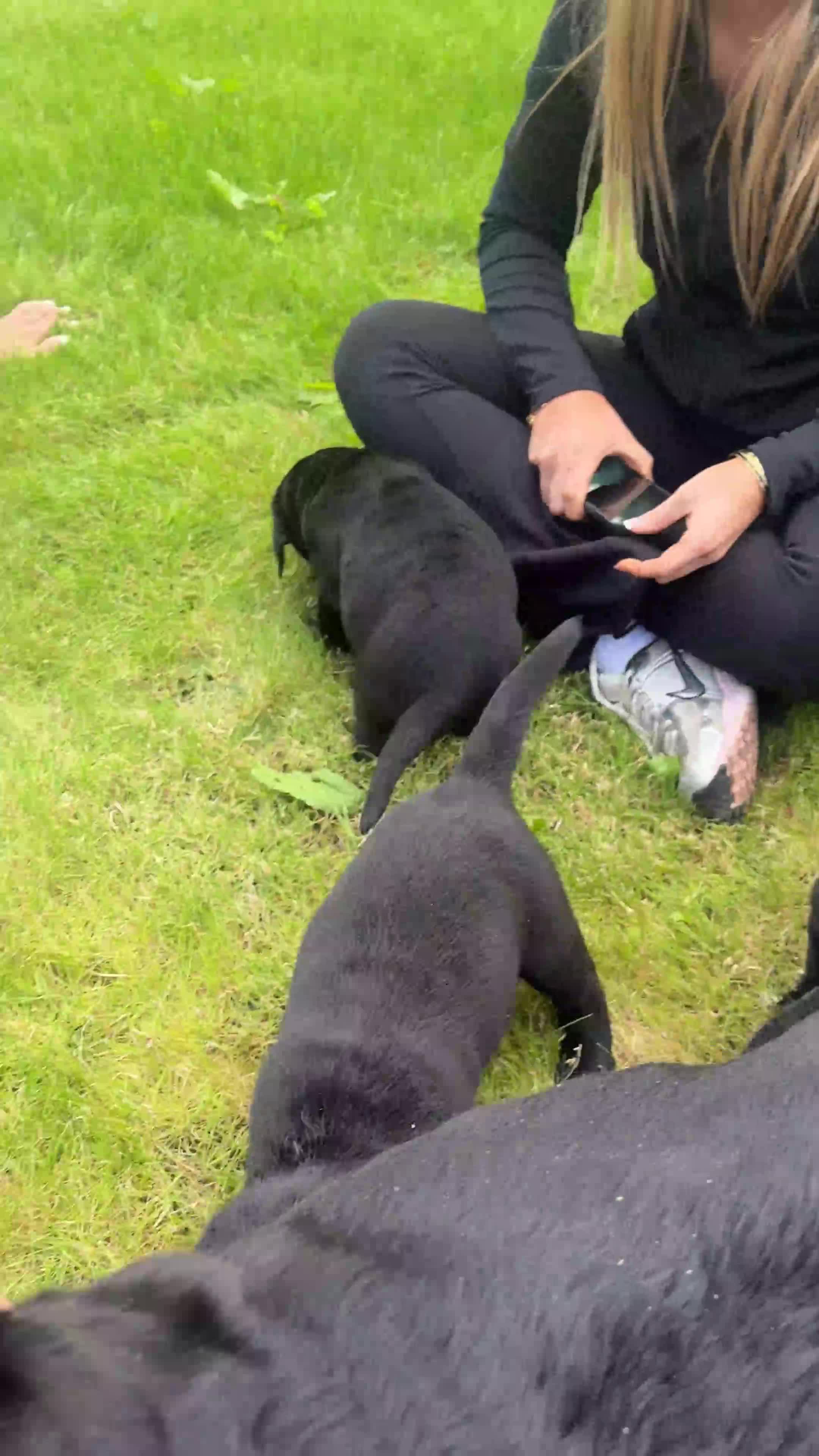 Labrador Retriever dogs for sale: Beautiful Black Labrador Puppies - Video 2