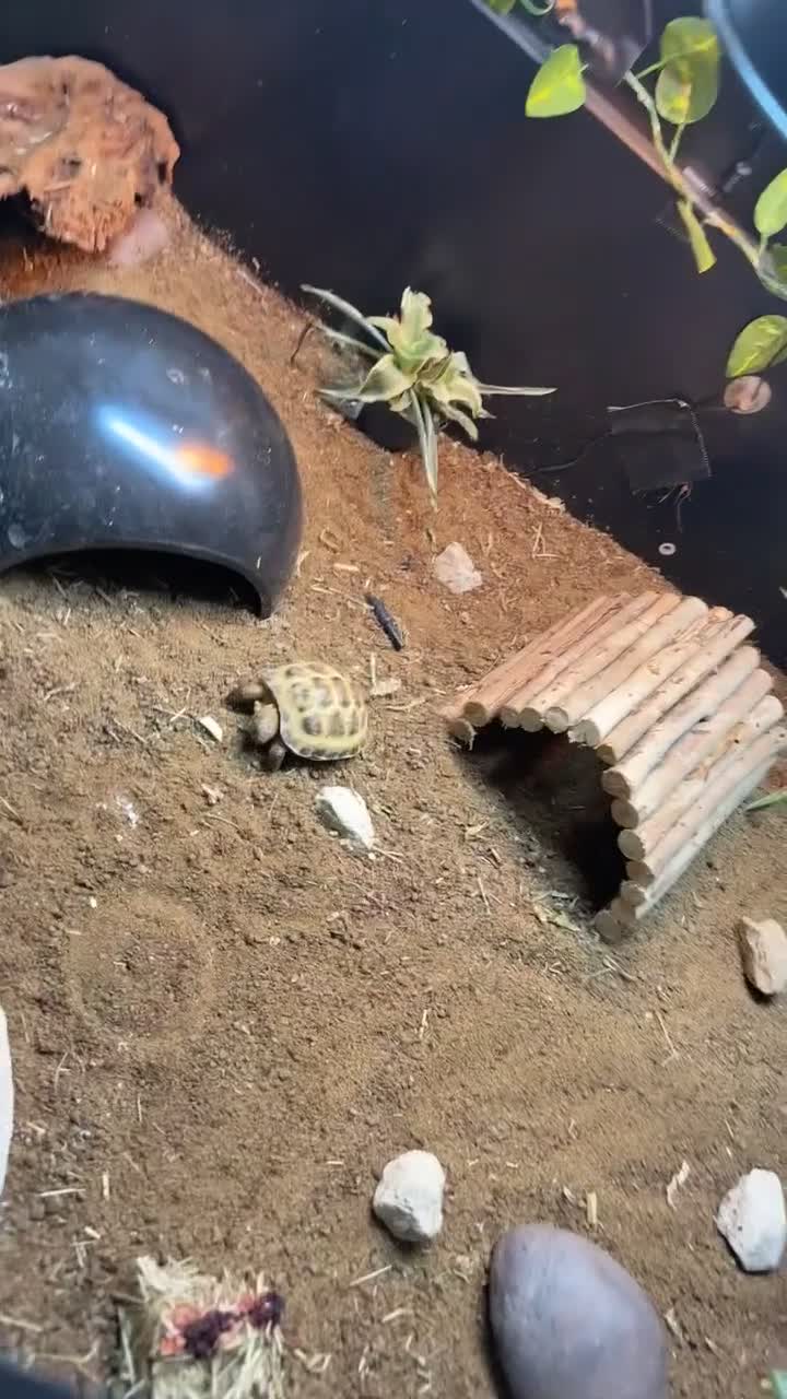 Tortoise reptiles for sale:  Horsfield's tortoise in Mansfield - Video 1