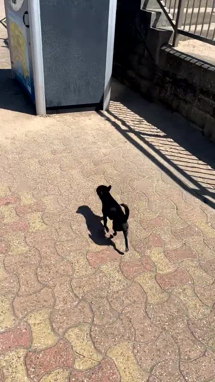 Chihuahua dogs for stud: Male Chihuahua For Stud - Video 1