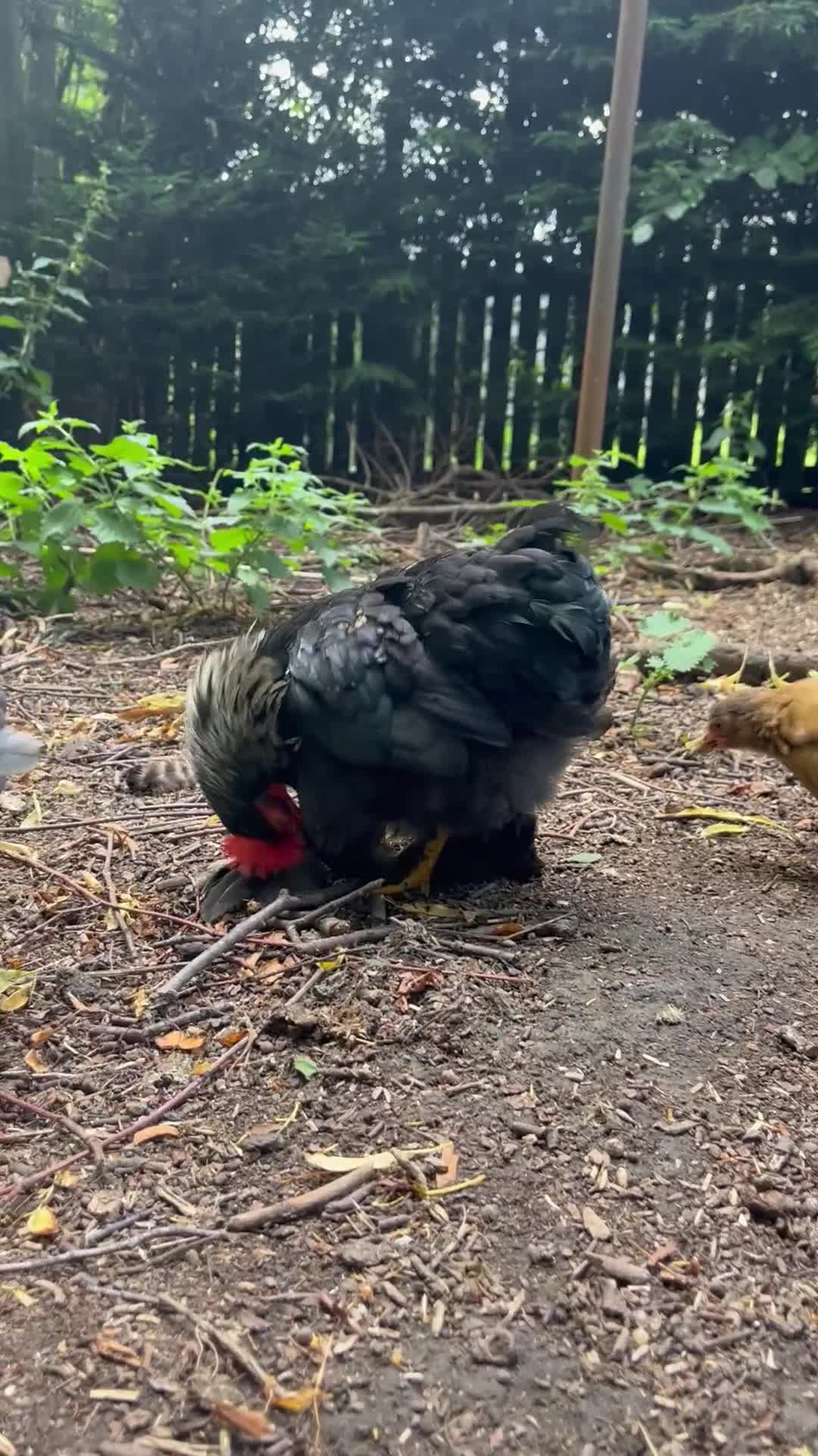 Chickens poultry for sale: Stunning black and gold Pekin Cockerel - Video 1