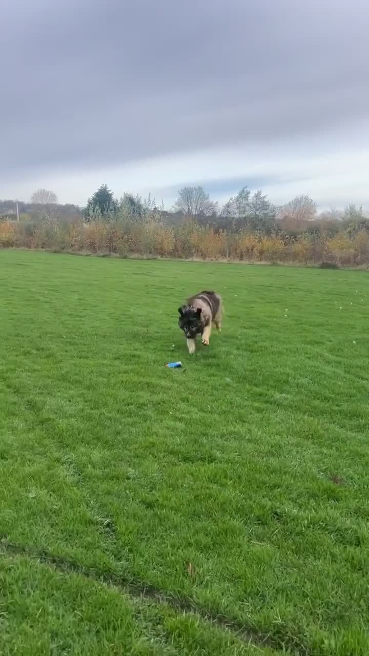 Caucasian Shepherd Dog dogs for sale: Pearl the Caucasian shepherd  - Video 1