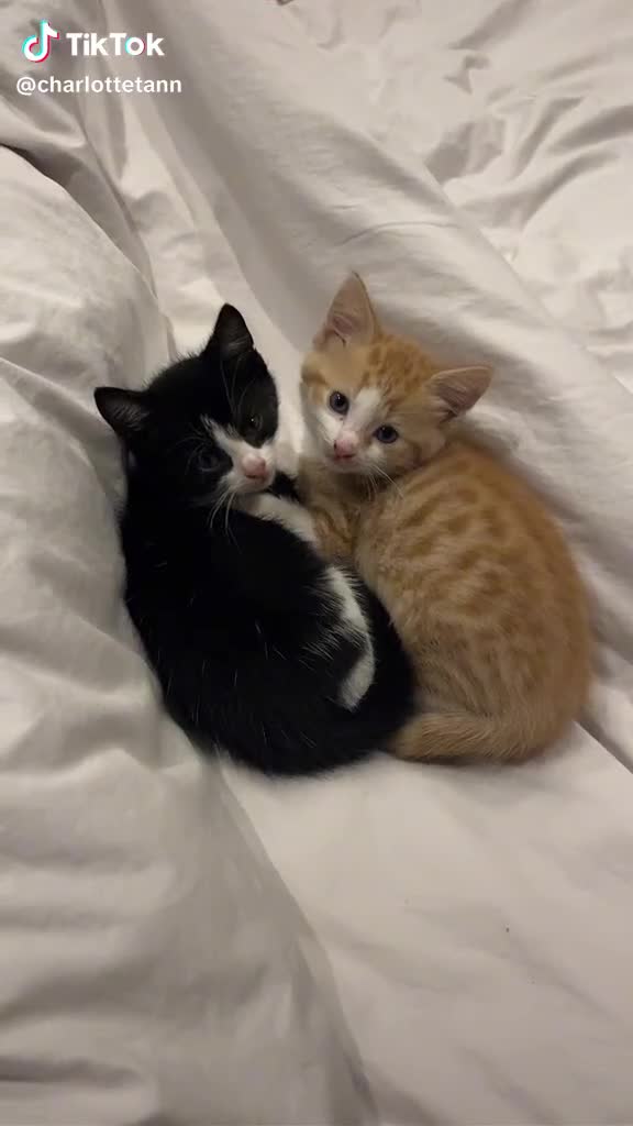 Mixed Breed cats for sale: Adorable and Friendly Kittens in Hungerford - Video 1