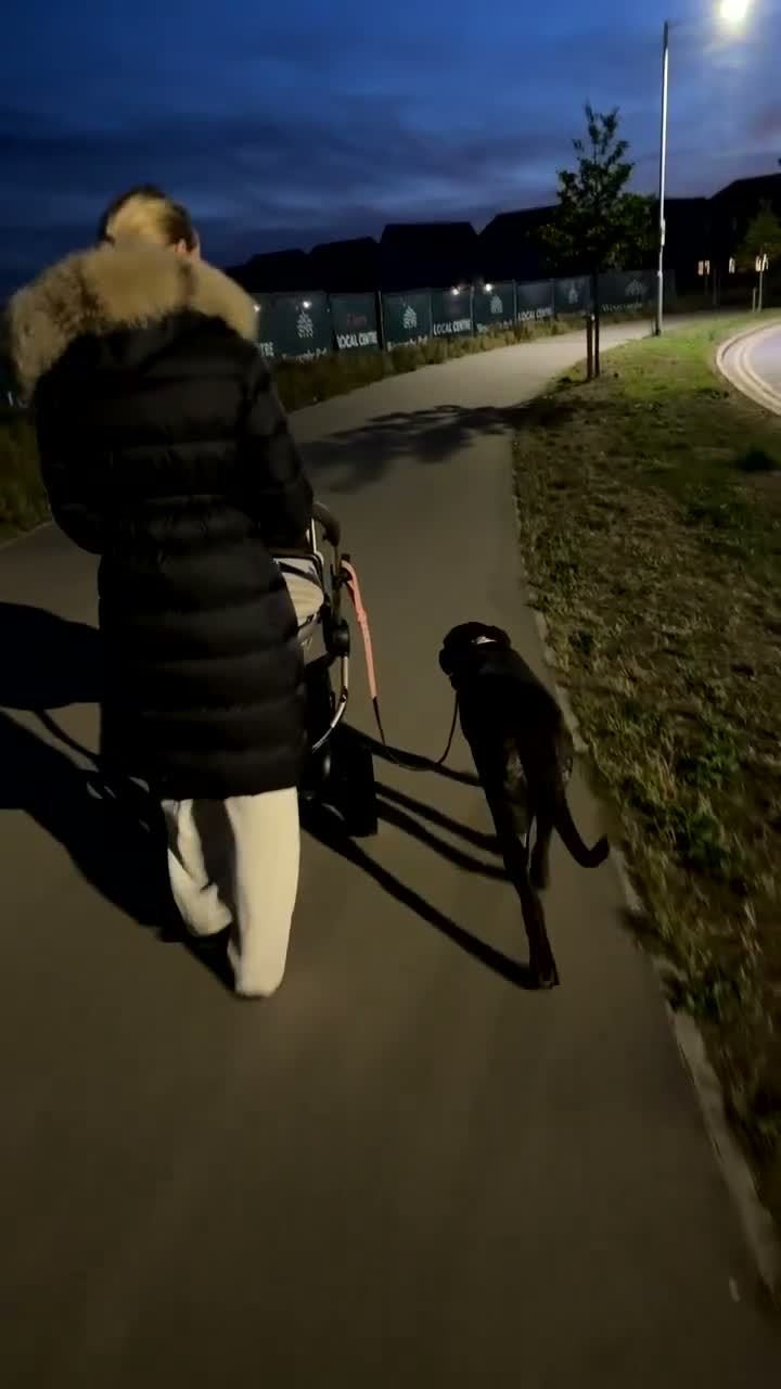 Cane Corso dogs for sale: Female Cane Corso - Video 1
