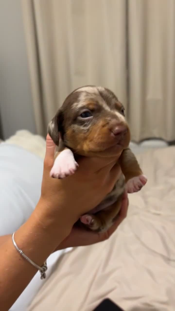 Miniature Dachshund dogs for sale: Dachshund puppy’s forsale  - Video 1