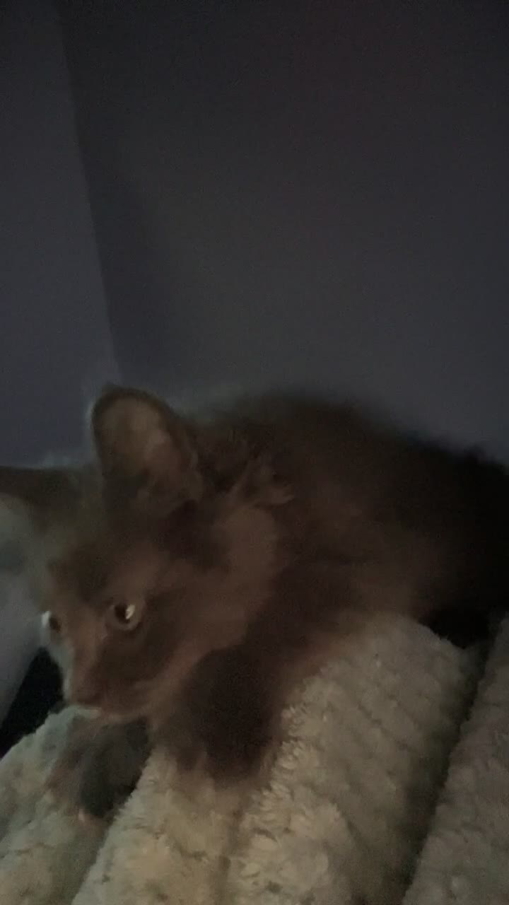 Mixed Breed cats for sale: Maine coon x ragdoll - Video 1