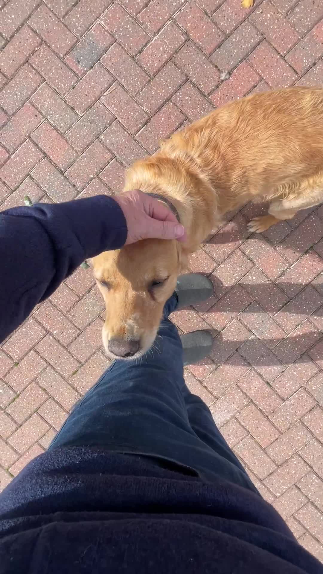 Golden Retriever dogs for sale: KC Reg Girl via POLICE dog behaviourist  - Video 2