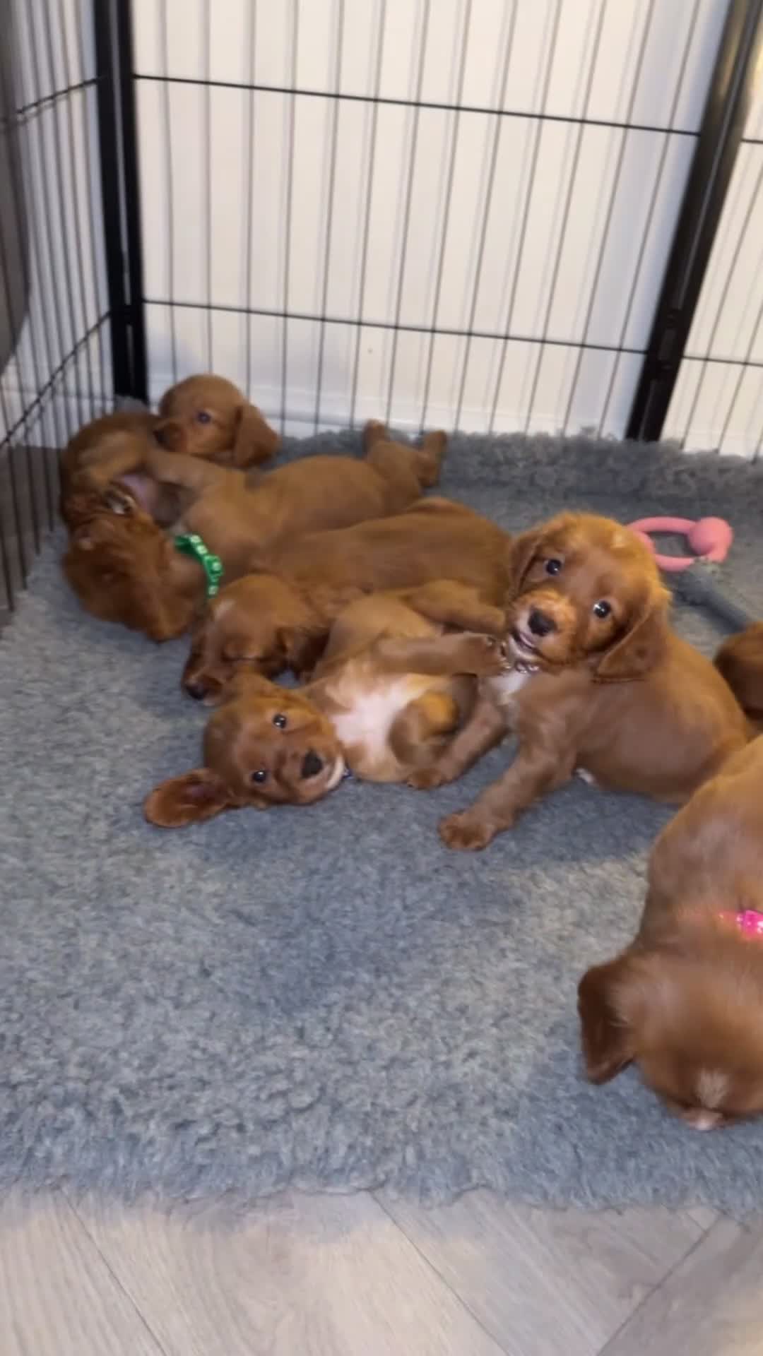 Cocker Spaniel dogs for sale: 🧡Fox Red WCS🧡 - Video 4