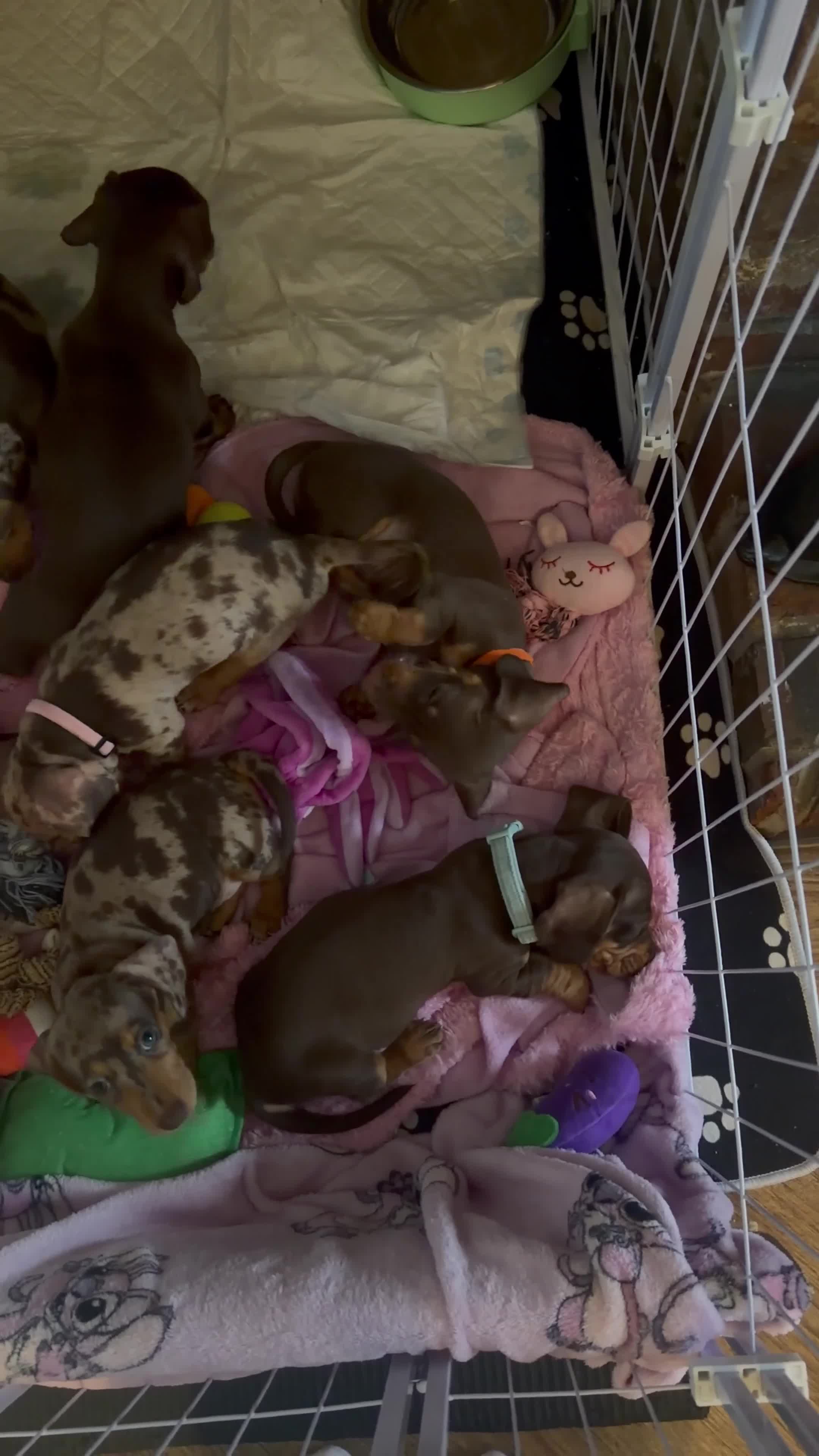 Miniature Dachshund dogs for sale: Last 2 gorgeous boys  - Video 1