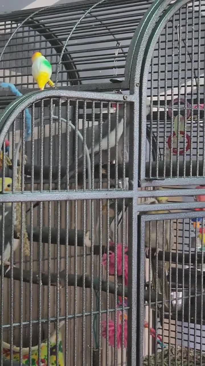 Cockatiels birds for sale: Fully tamed talking bird - Video 1