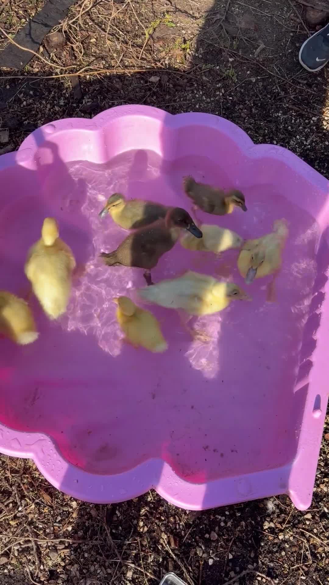 Ducks poultry for sale: Runner Ducklings  - Video 1