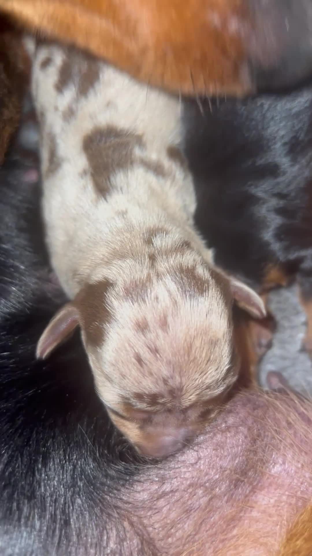 Miniature Dachshund dogs for sale: Miniature Dachshunds - Video 1