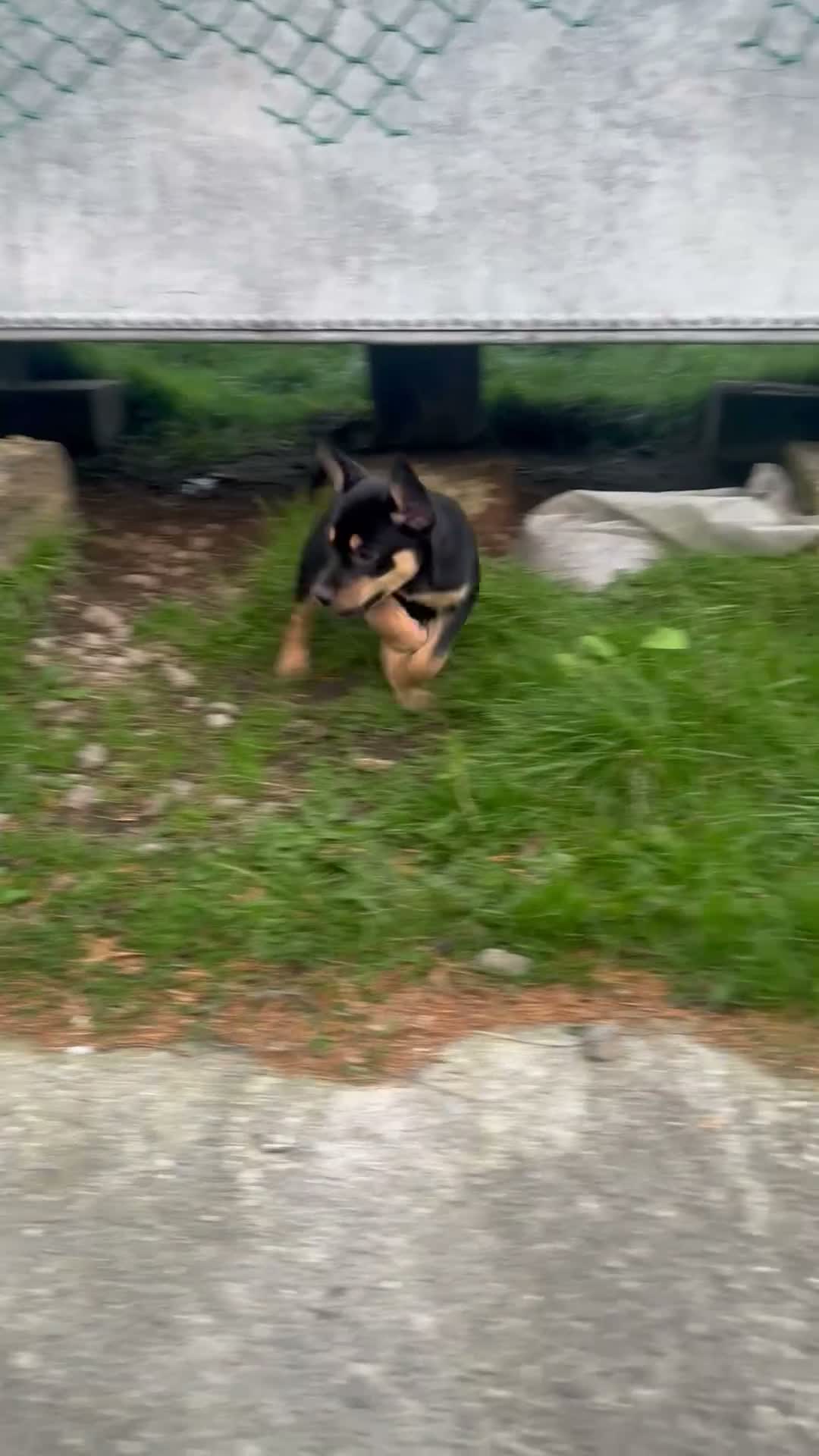 Australian Kelpie dogs for sale: Stunning Farm Breed Kelpies - Video 2