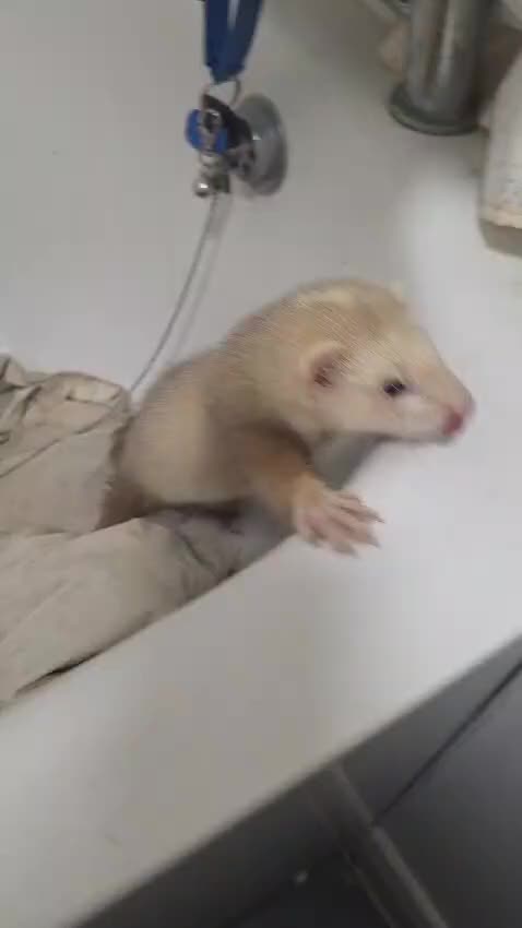 Ferret rodents for sale: 1 female ferret  - Video 1