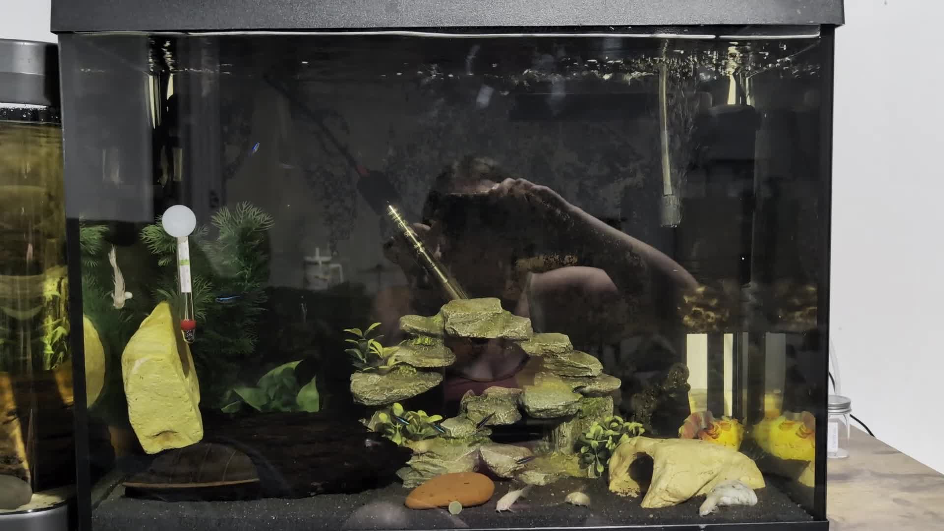 Bettas fish for sale: Two fully set up tanks - Video 1
