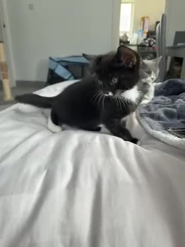 Mixed Breed cats for sale: 6 beautiful Persian Russian Blue mix tabby kittens - Video 3