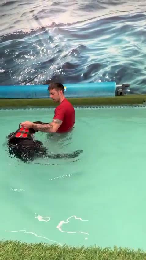 Mixed Breed dogs for adoption: 💙BRUNO💙- Yours And Your Other Dog Best Friend in Woking - Video 2