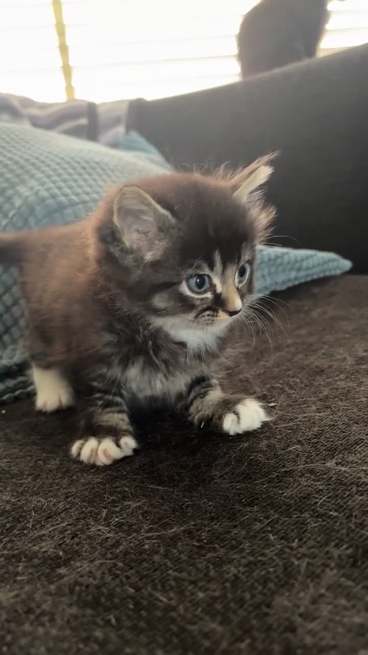 Mixed Breed cats for sale: 2 gorgeous male kittens  - Video 1