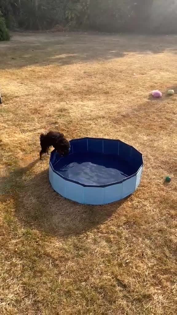 Schnoodle dogs for sale: Adorable Schnoodle puppies (ONLY TWO AVAILABLE) - Video 1