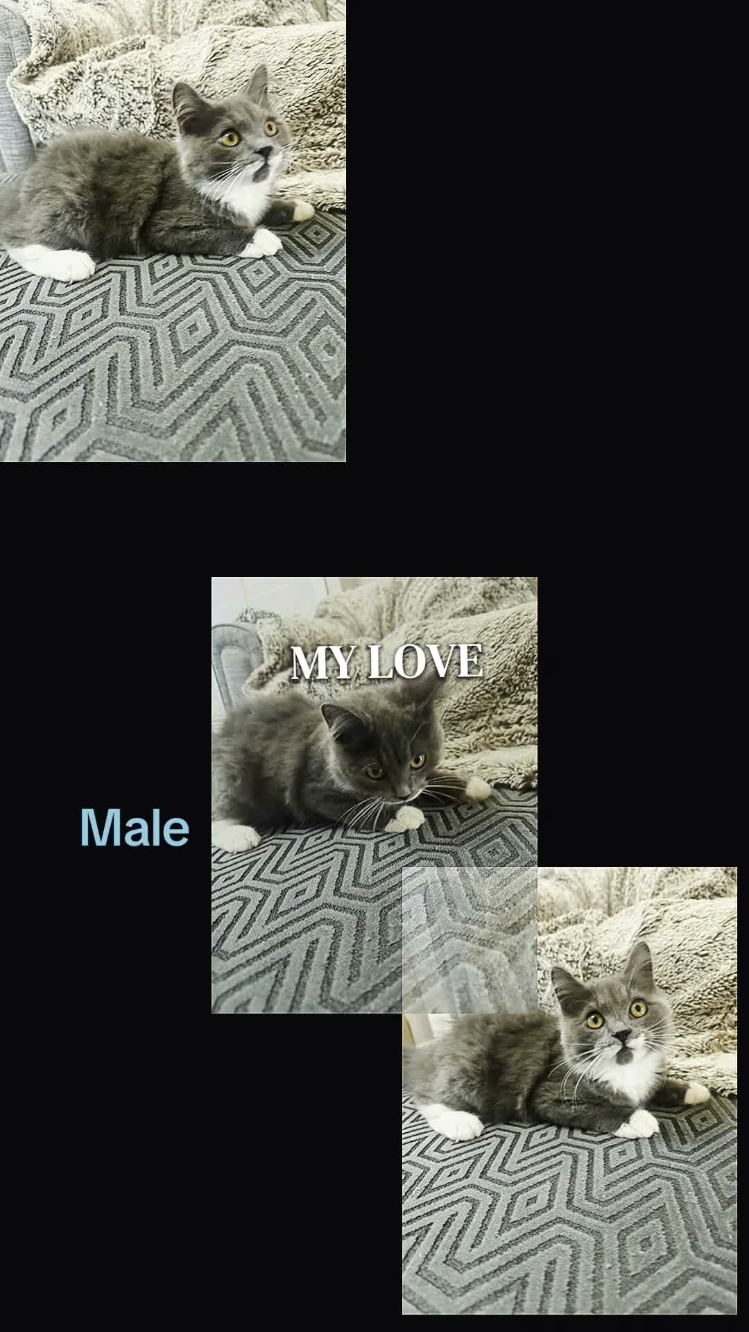 British Shorthair cats for sale: Beautiful British short hair 2 male 1 female  - Video 2