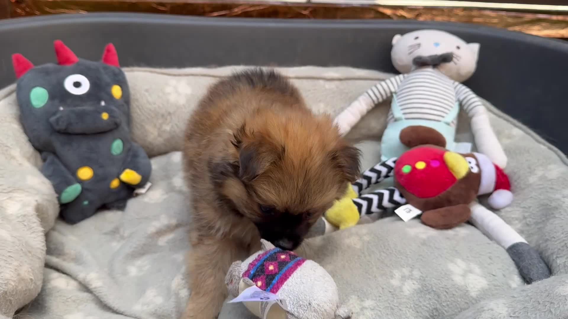 Pomeranian dogs for sale: ✨🐶 9  Beautiful Pomeranian Puppies  - Video 2