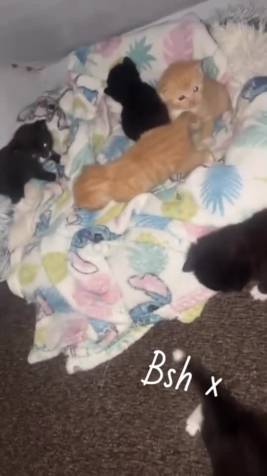 British Shorthair cats for sale: British shorthair x - Video 1