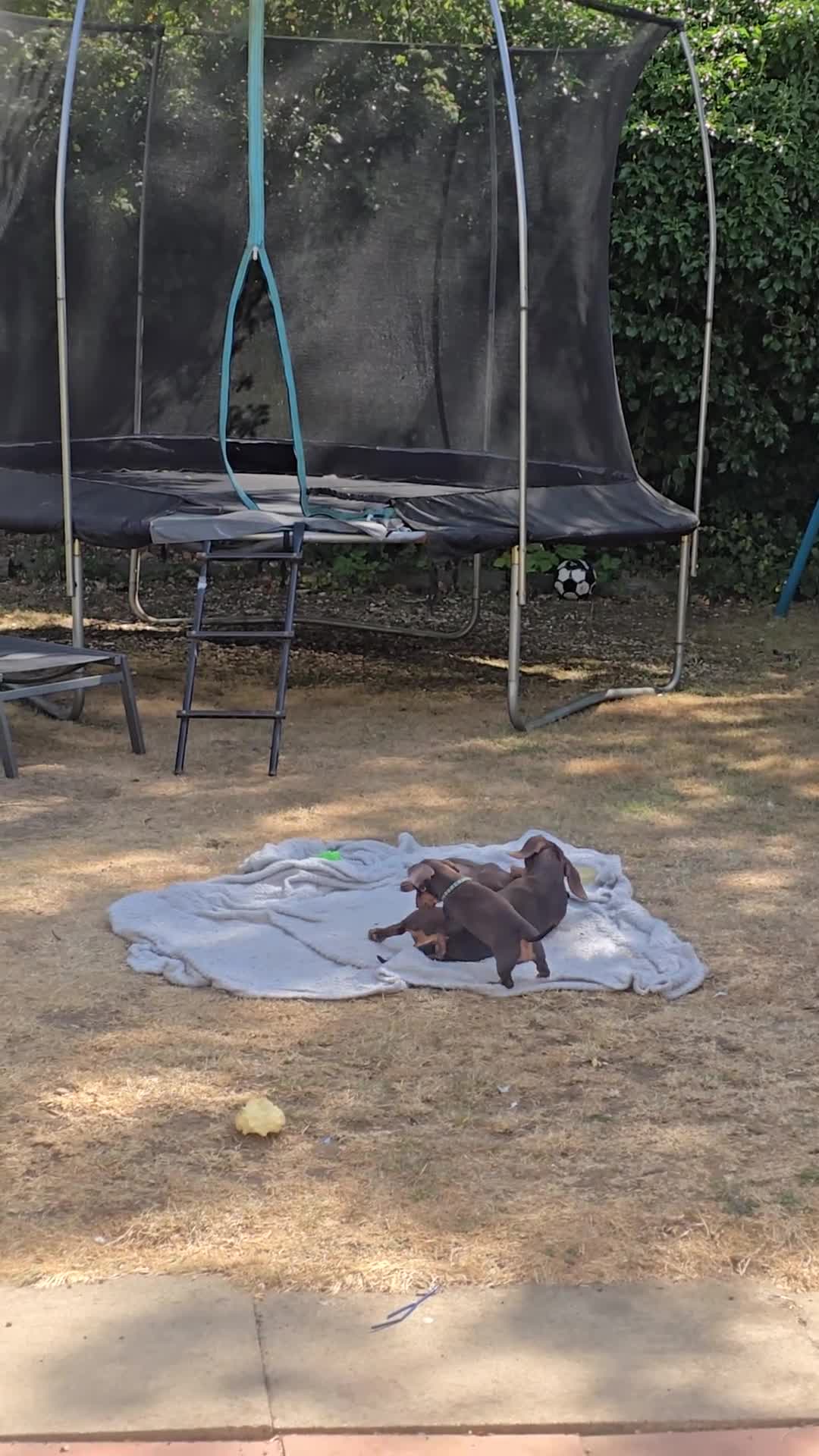Dachshund dogs for sale: Beautiful Standard Dachshund PuppiesReadyNow 🏡❤️  - Video 1