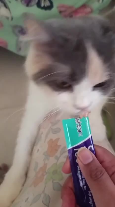 Mixed Breed cats for adoption: ASHLEY- PERSIAN MIX SPAYED VACCINATED CUDDLY GIRL - Video 3