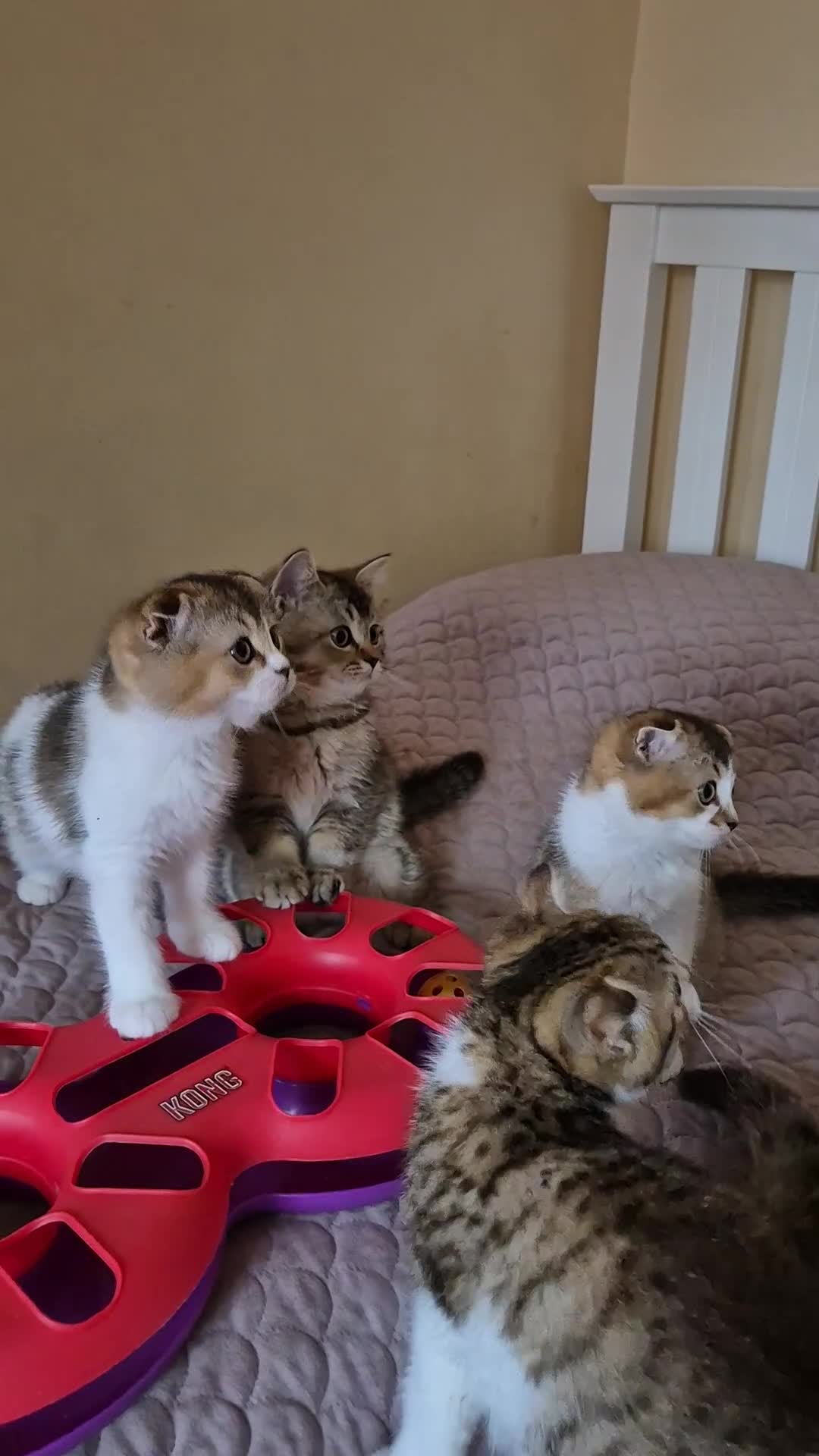 Scottish Fold cats for sale: TICA registered Scottish Fold ready to collect  - Video 1