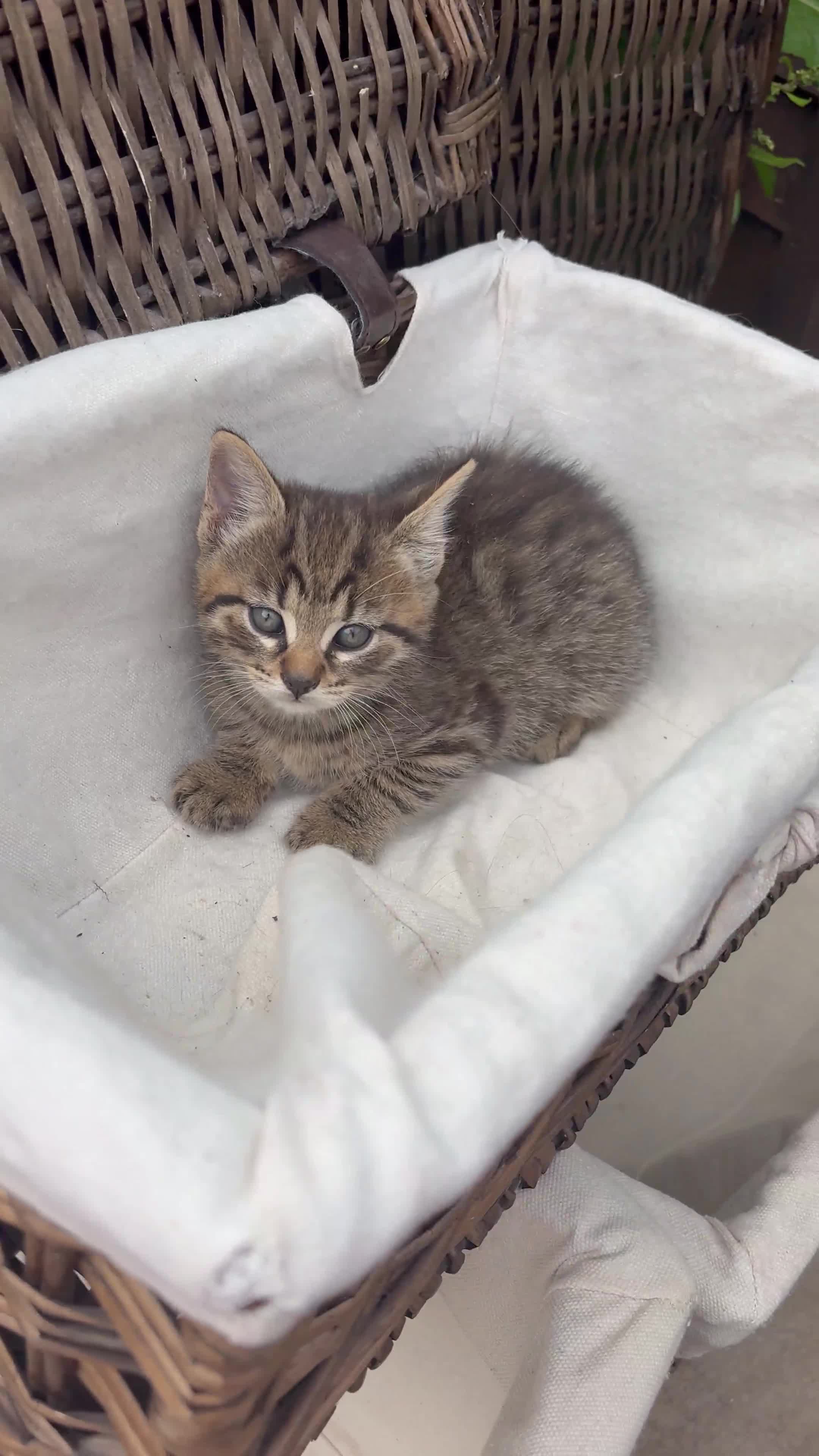 Bengal cats for sale: Beautiful farm reared bengals  - Video 1
