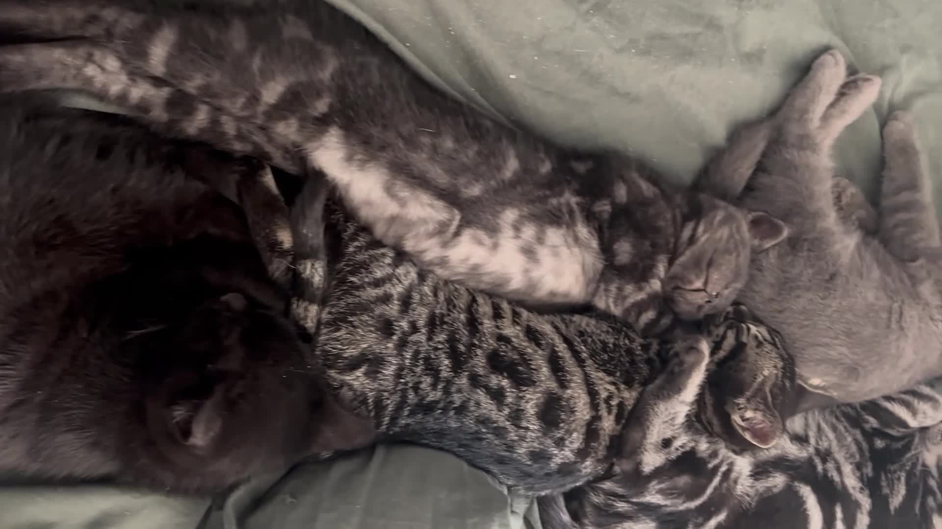 Bengal cats for sale: Bengal cross British shorthair kittens  - Video 2