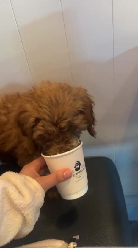 Cockapoo dogs for sale: Biscuit is looking for his forever home - Video 1