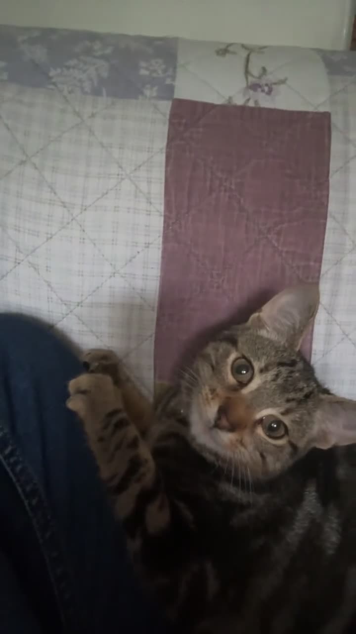 British Shorthair cats for sale: Arlo  - Video 1