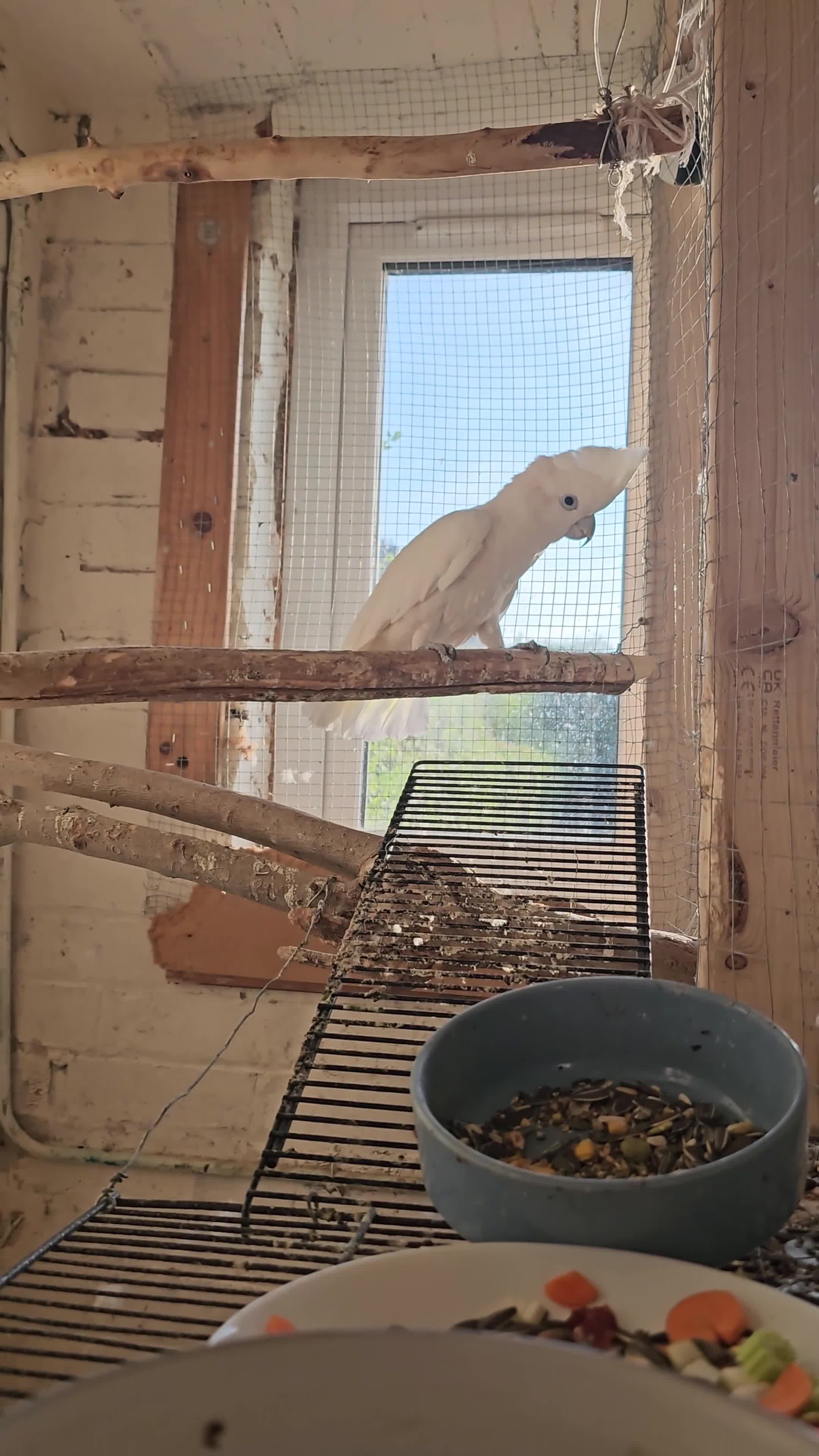 Cockatoo birds for sale: Male & Female Ducorp Cockatoo  - Video 1