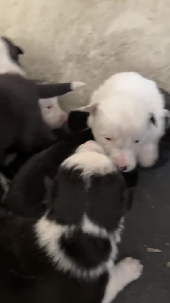 Border Collie dogs for sale: Border Collie pups for sale - Video 1
