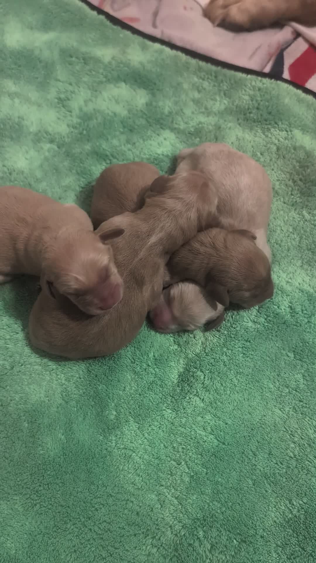 Springador dogs for sale: Springador puppies  - Video 1